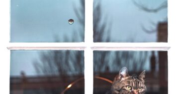 four squares window with cat and water drop