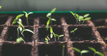plant growing 2 health data